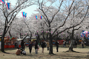 千葉県 あけぼの山公園の<br>桜まつり
