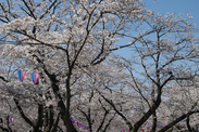 千葉県 あけぼの山公園の桜2