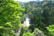 千葉県 粟又の滝と新緑