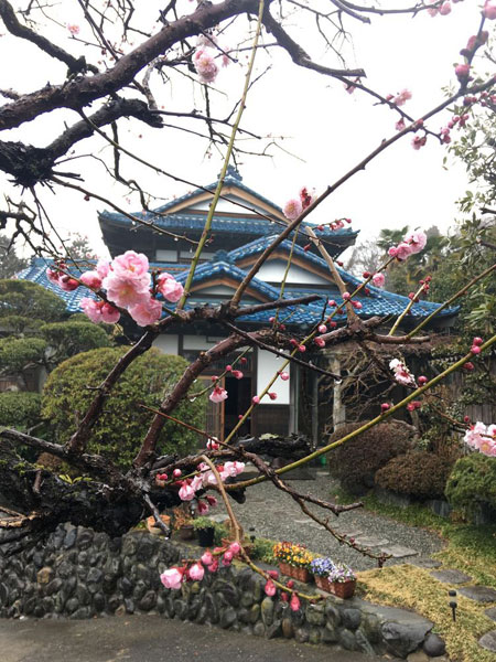 春 梅と日本家屋