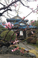 春 梅と日本家屋