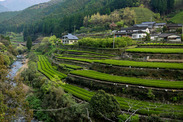 熊本県 氷川町近辺の茶畑