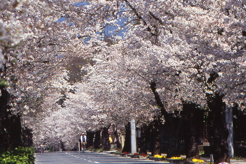 埼玉県 長瀞の桜、並木道