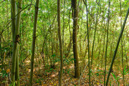 裏山の雑木林