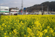 静岡県 南伊豆町菜の花まつり